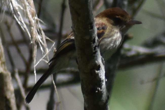 Bran-colored Flycatcher - ML644728335