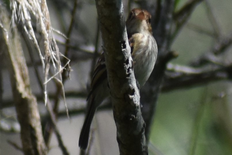 Bran-colored Flycatcher - ML644728336