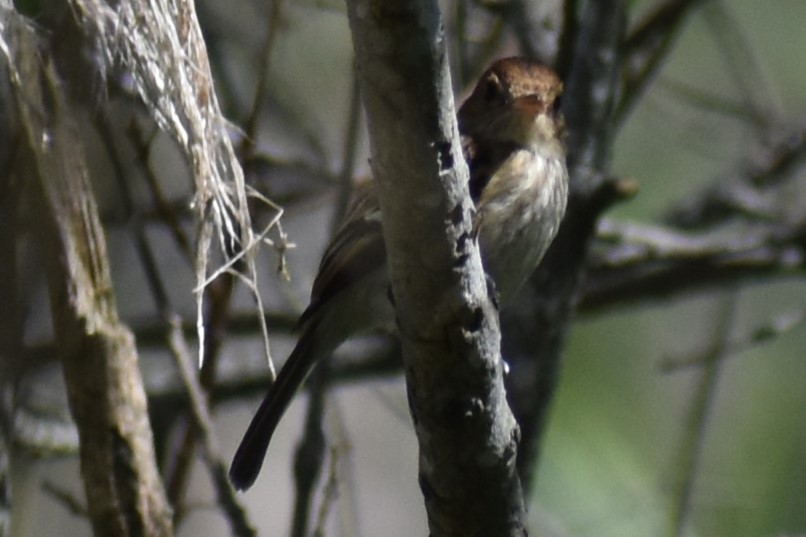 Bran-colored Flycatcher - ML644728337