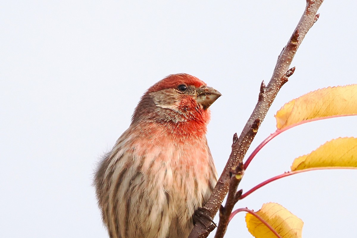 House Finch - ML644728341