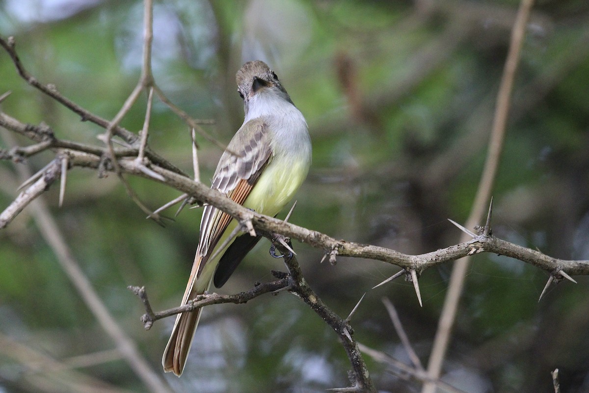 Brown-crested Flycatcher - ML644728342