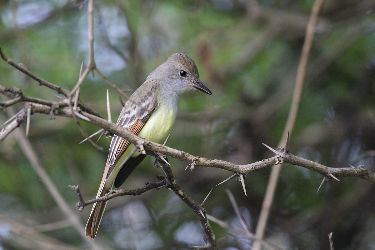 Brown-crested Flycatcher - ML644728343