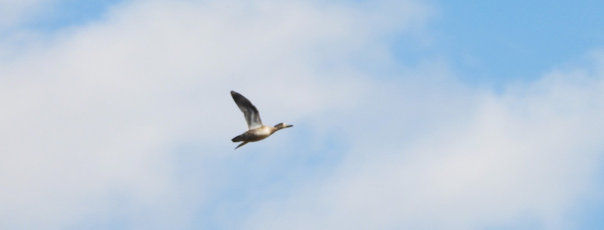Ring-necked Duck - ML644728344