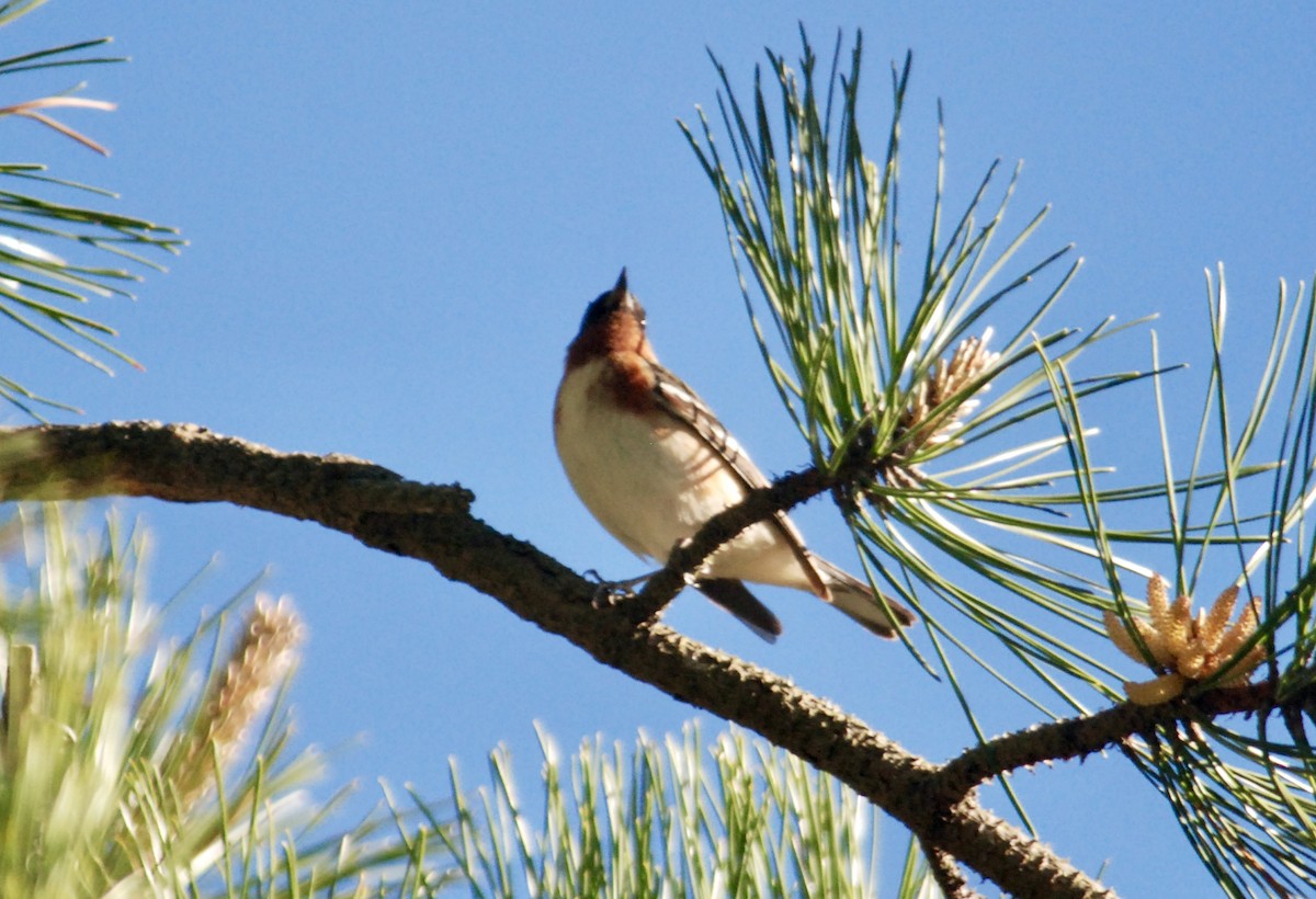 Bay-breasted Warbler - ML644728345