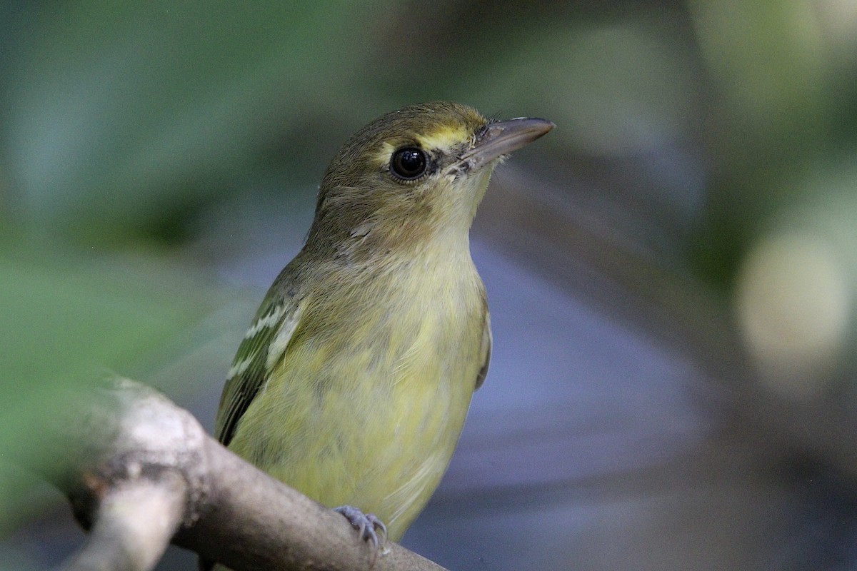 Mangrove Vireo - ML644728346
