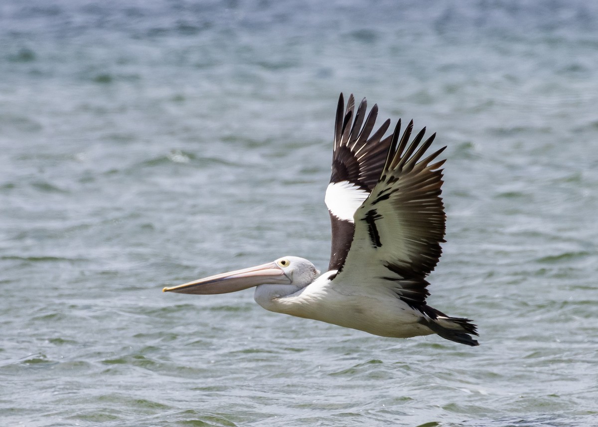Australian Pelican - ML644728347