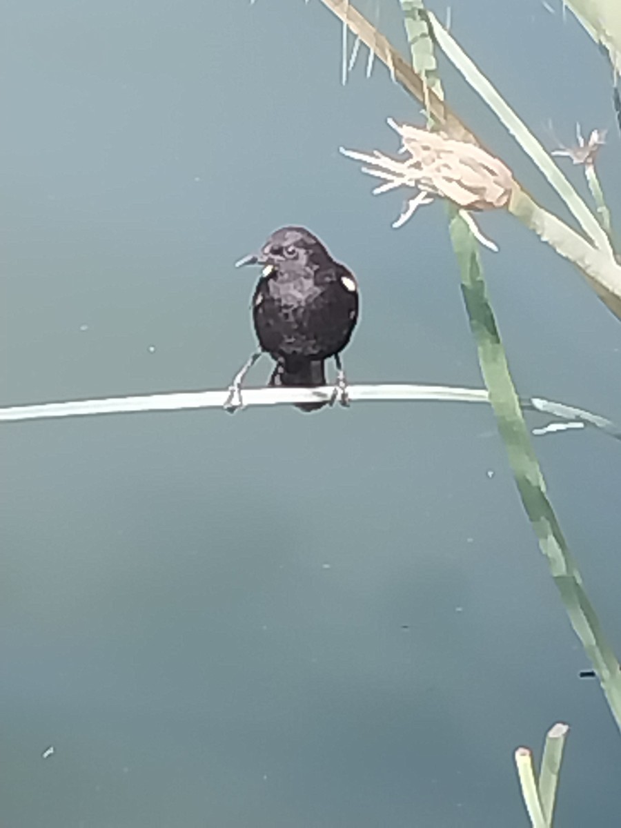 Yellow-winged Blackbird - ML644728351