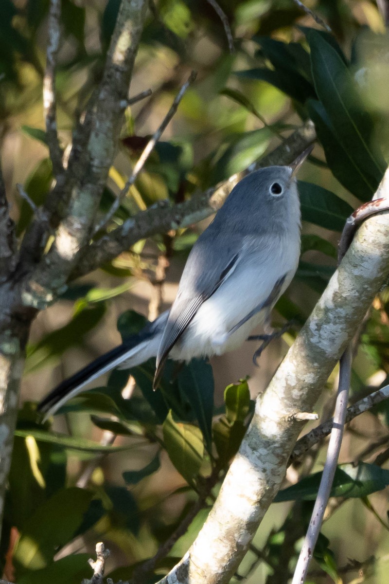 Голубая комароловка - ML644728359