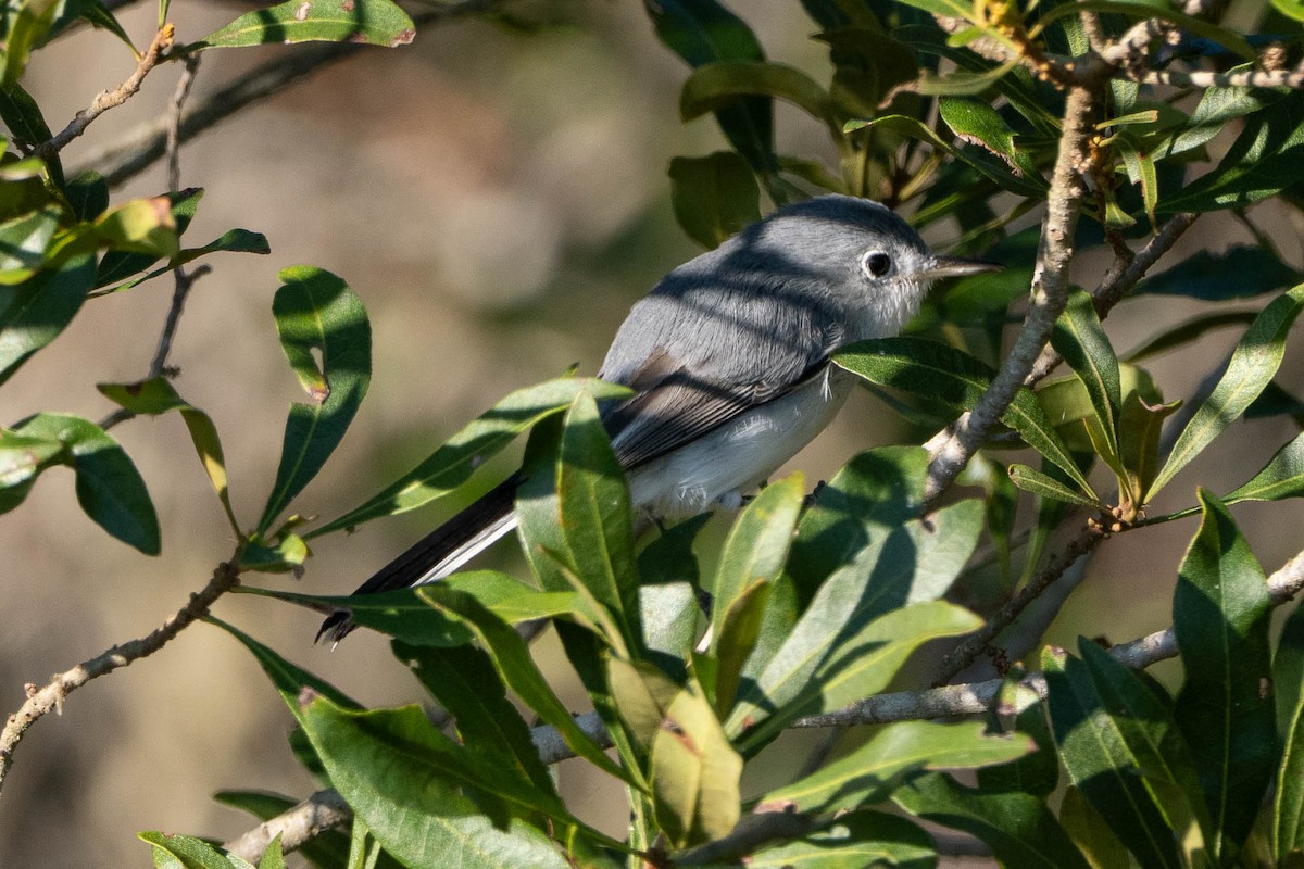 Голубая комароловка - ML644728360