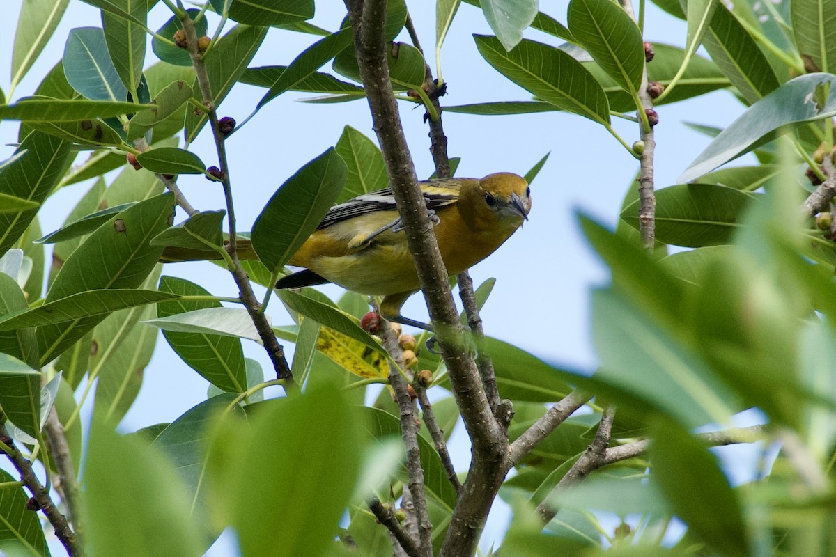 Baltimoretrupial - ML644728370