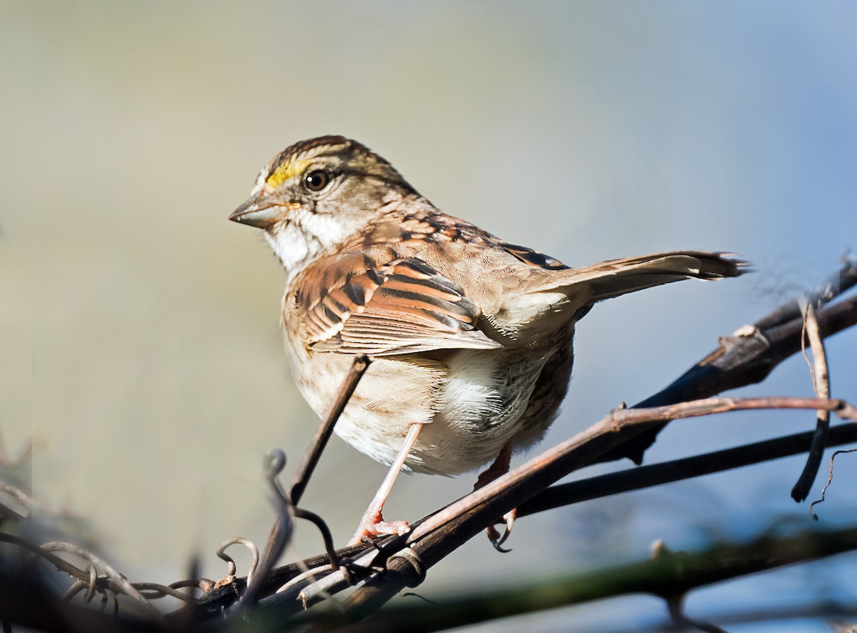 hvitstrupespurv - ML644728372