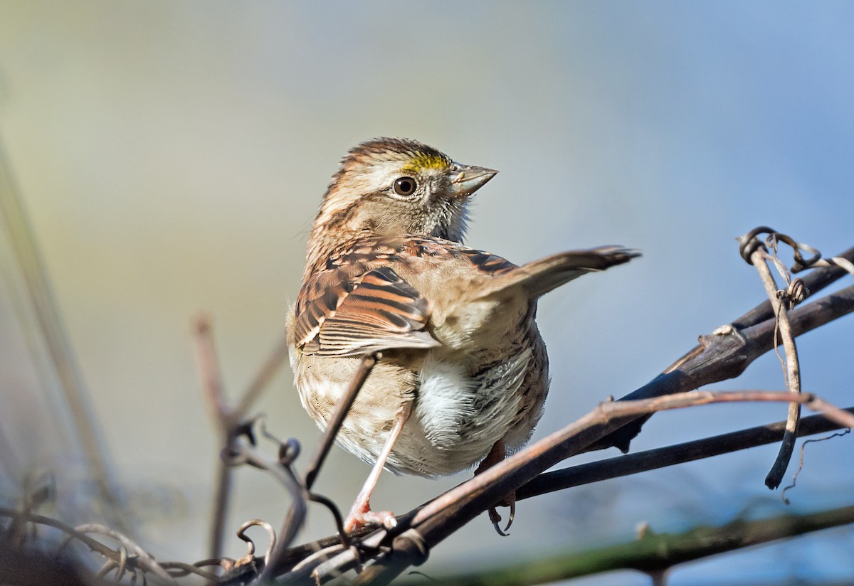 hvitstrupespurv - ML644728373