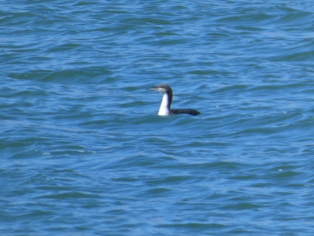 Pacific Loon - ML644728381