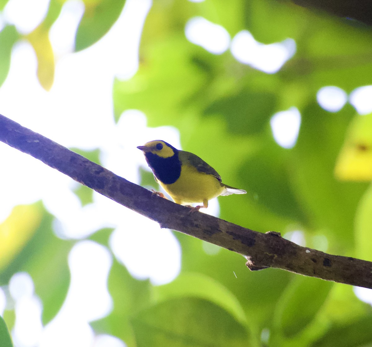 クロズキンアメリカムシクイ - ML644728382