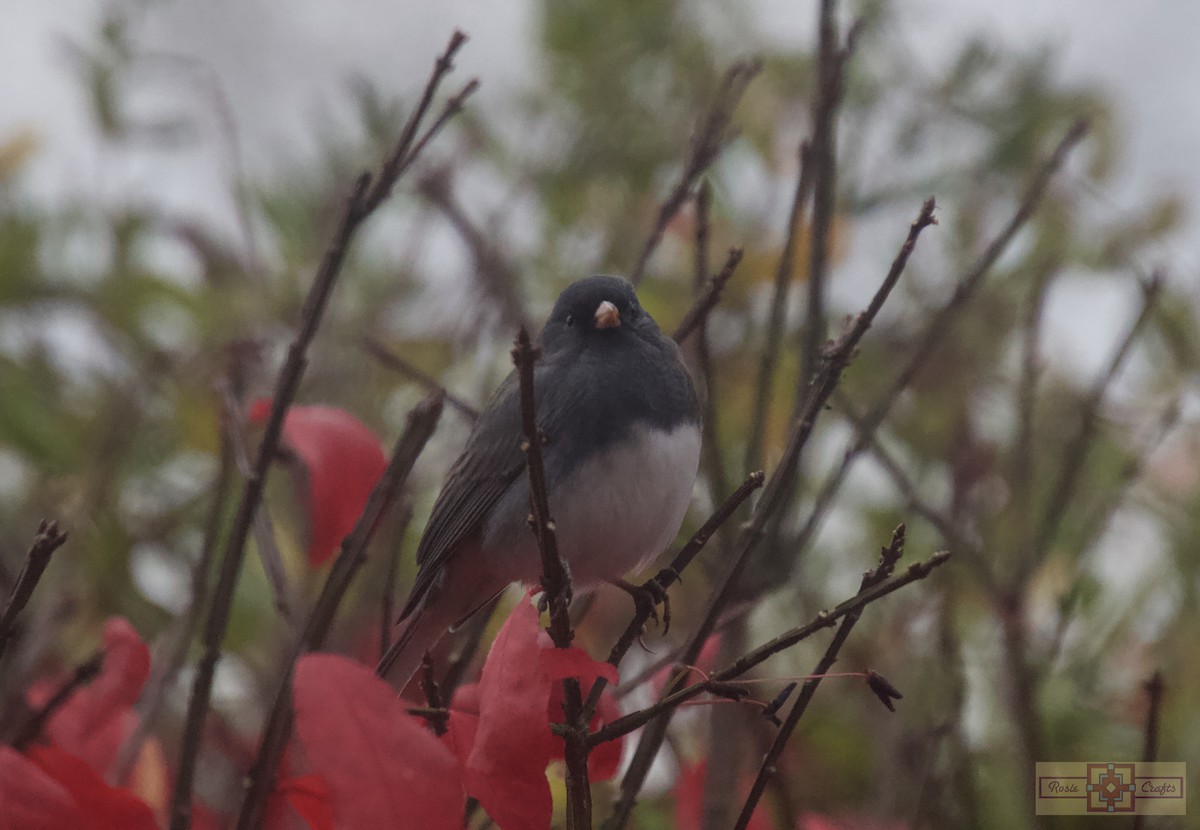 Dark-eyed Junco - ML644728384