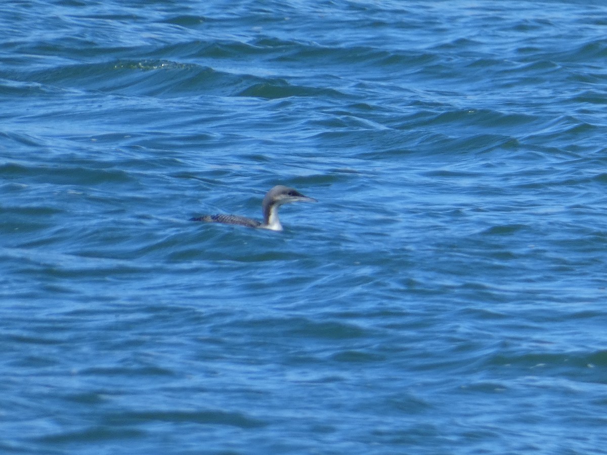 Pacific Loon - ML644728385