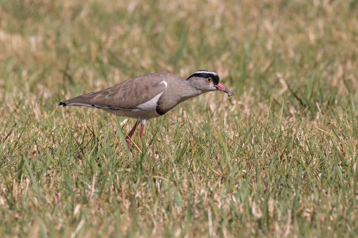 Crowned Lapwing - ML644728387