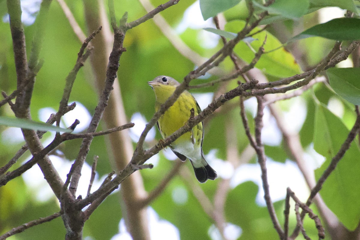 Magnolienwaldsänger - ML644728397