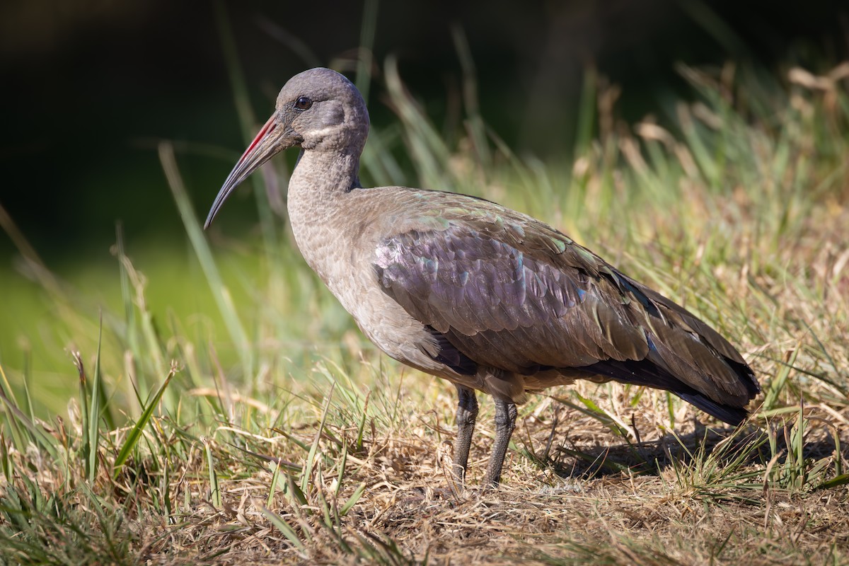 Hadada Ibis - ML644728401