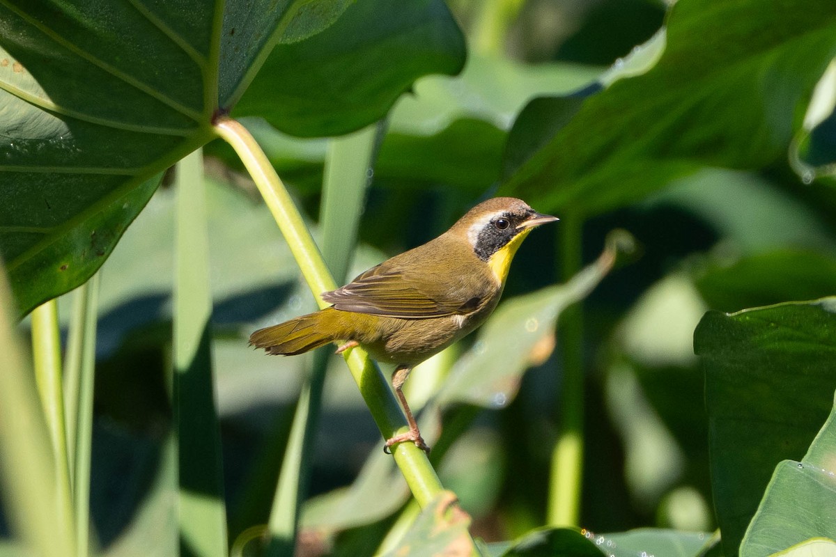 nordgulstrupe - ML644728414