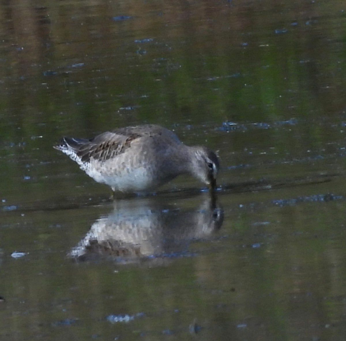 Bécassin à long bec - ML644728417