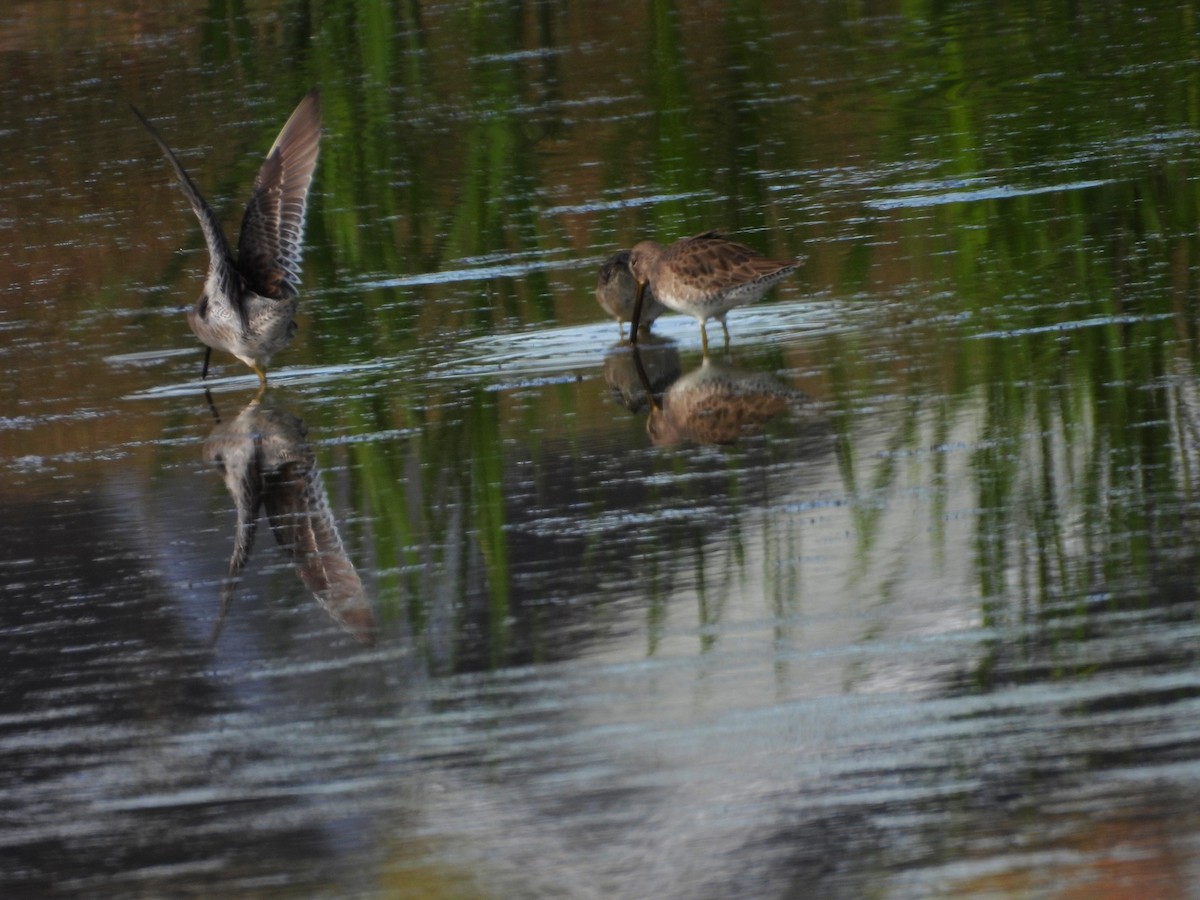 Bécassin à long bec - ML644728418