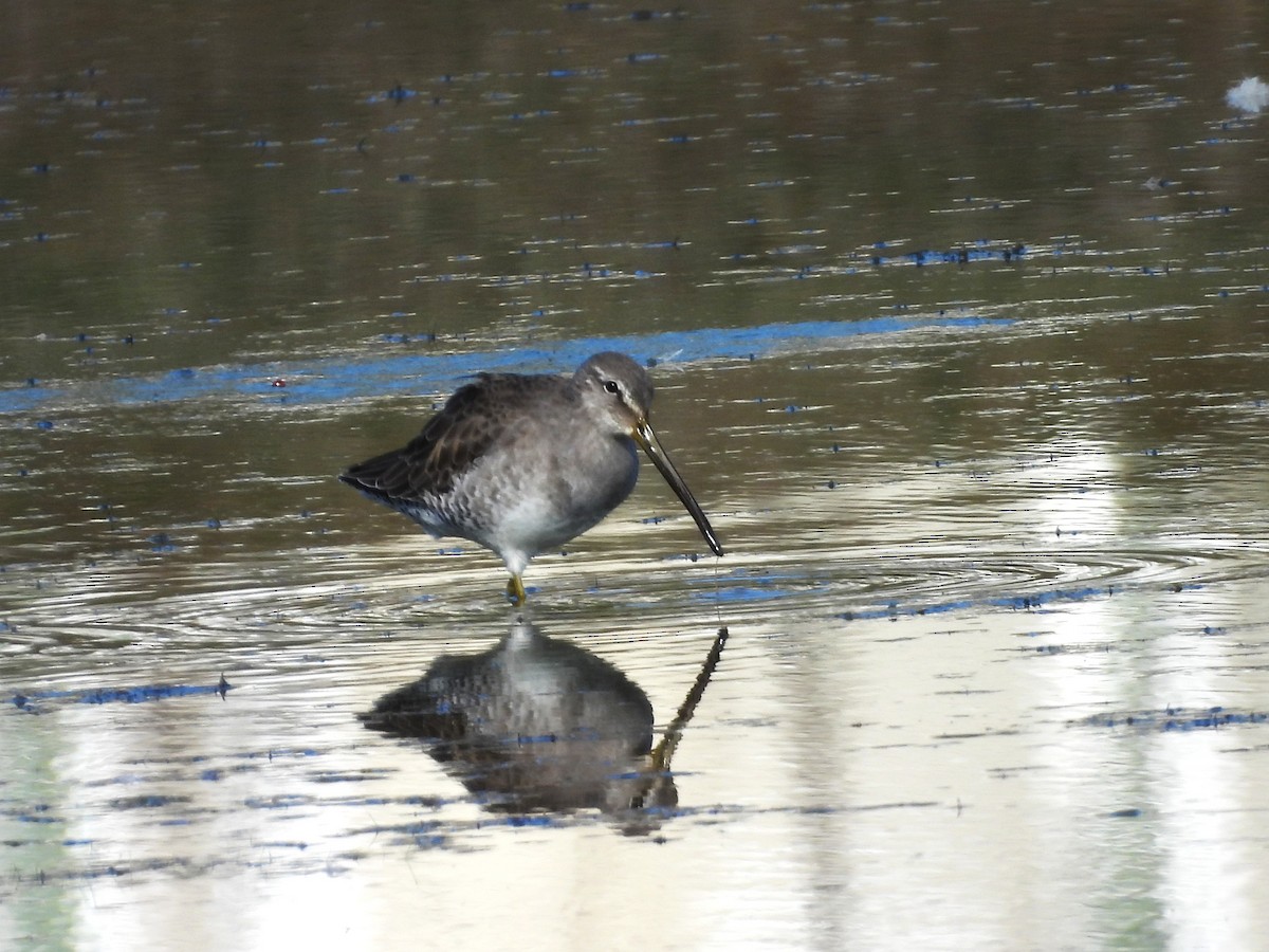 Bécassin à long bec - ML644728419