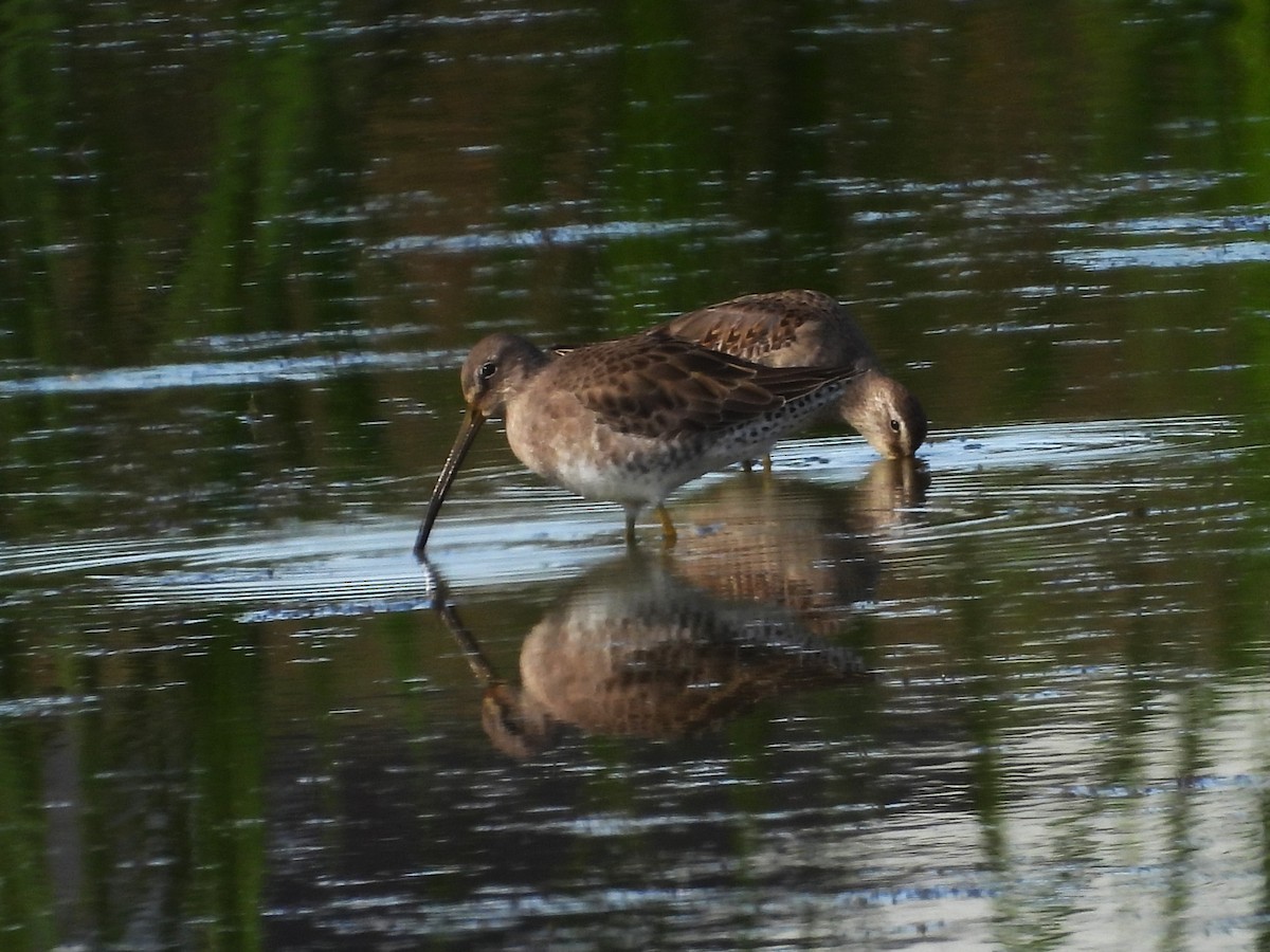 Bécassin à long bec - ML644728420