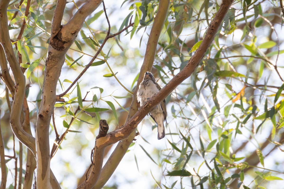 Lesser Honeyguide - ML644728422