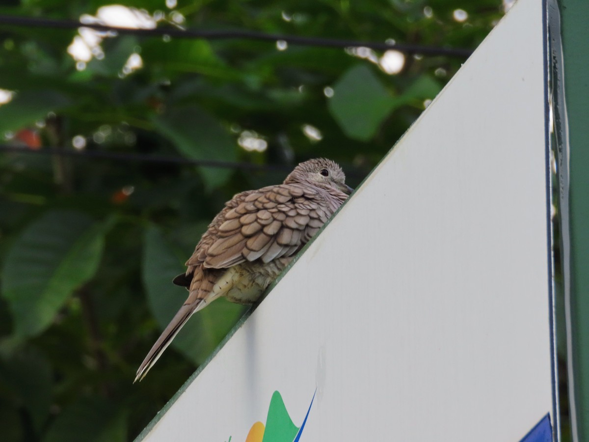 Inca Dove - ML644728423