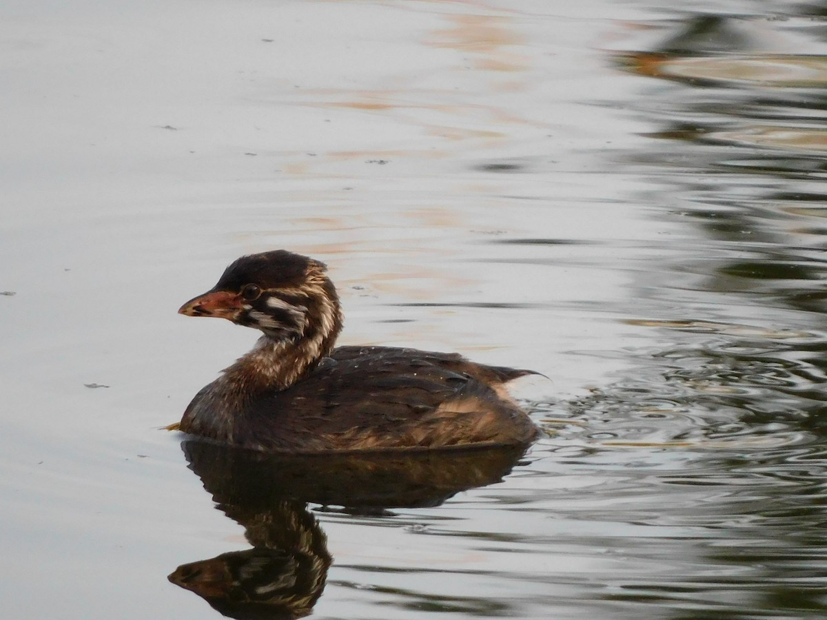 Pied-billed Grebe - ML644728425