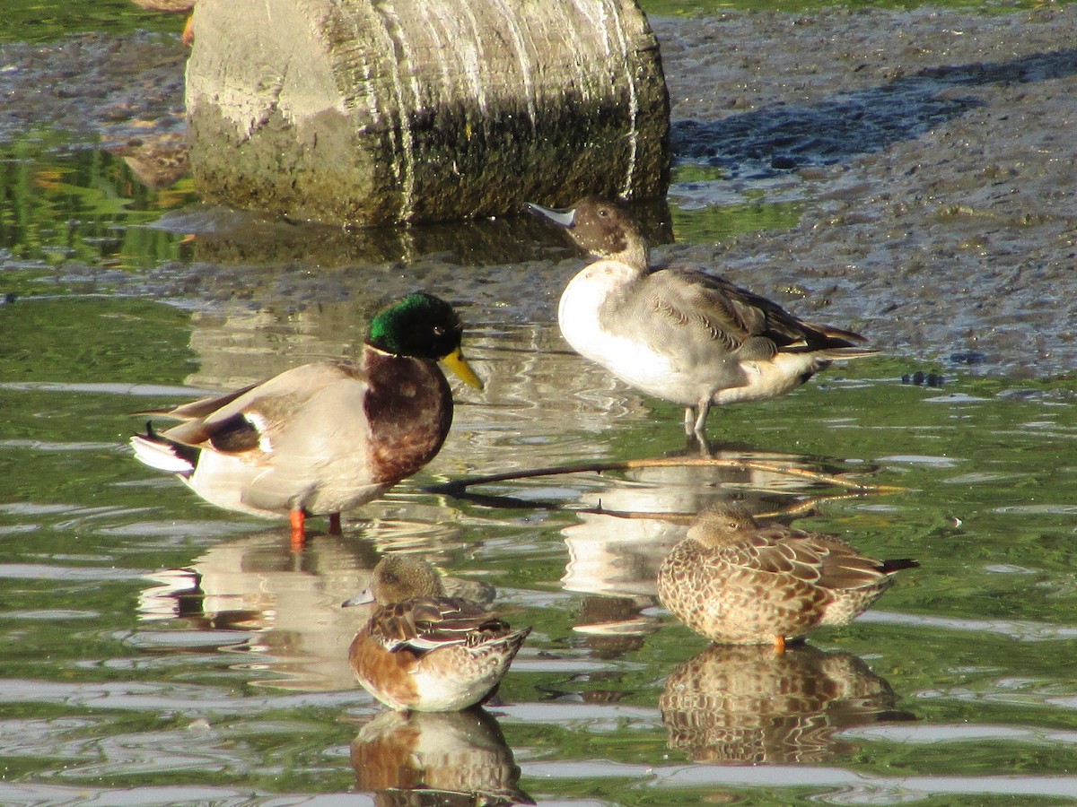 Northern Pintail - ML644728426