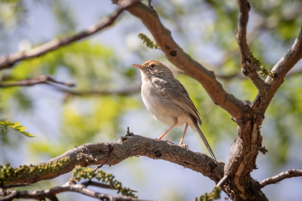 Piping Cisticola - ML644728427