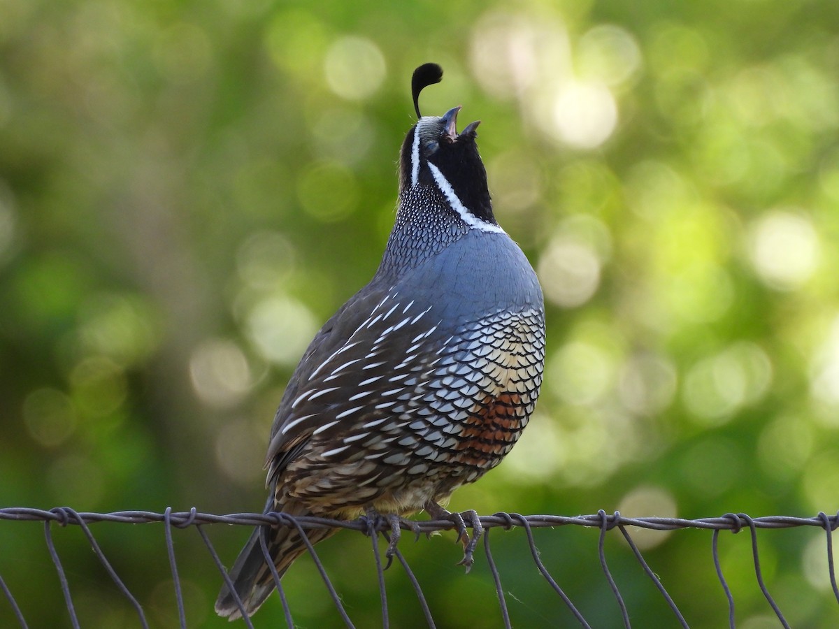 California Quail - ML644728429