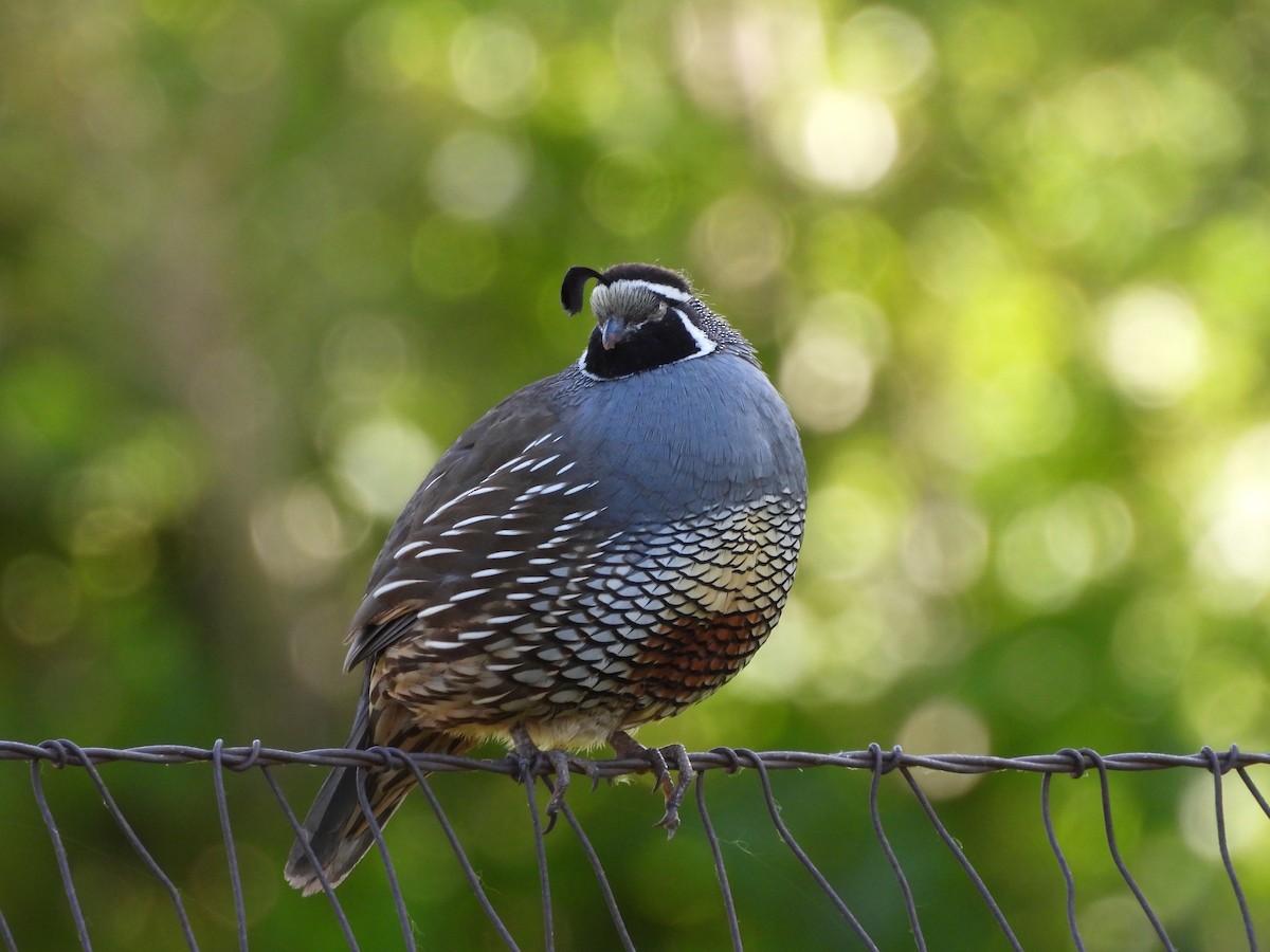 California Quail - ML644728430