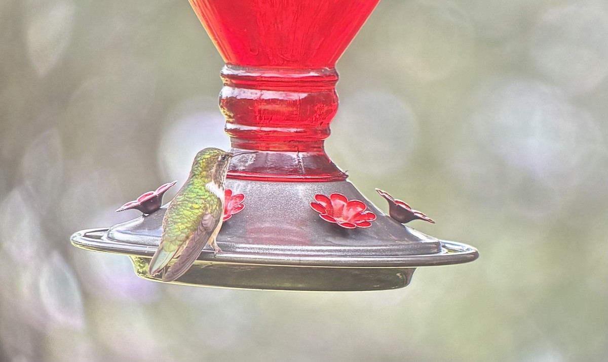 Volcano Hummingbird - ML644728431