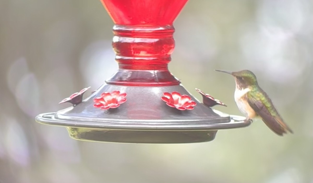 Volcano Hummingbird - ML644728432