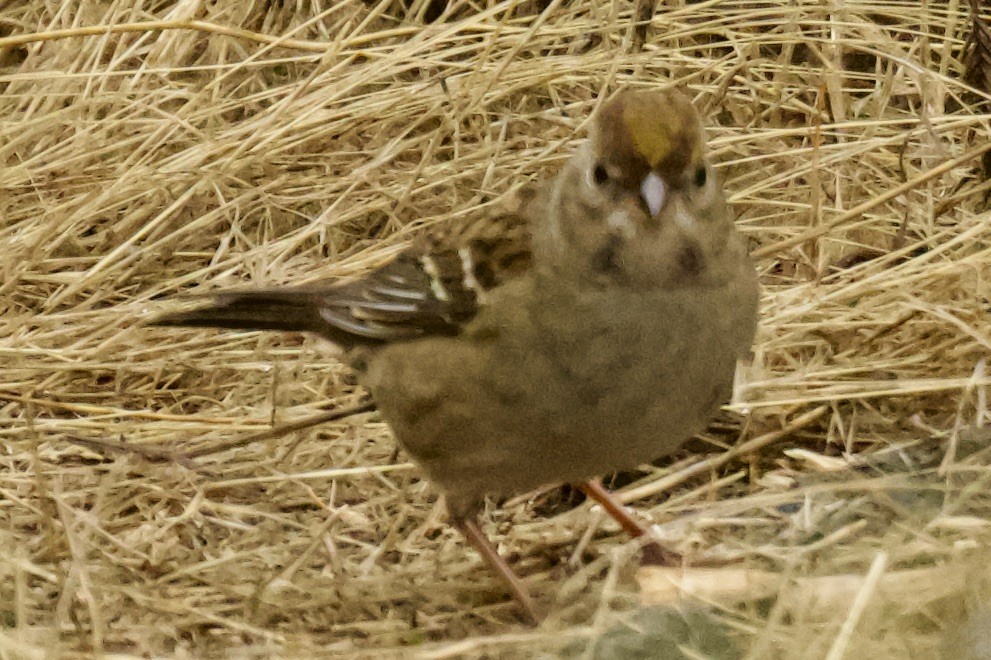 Golden-crowned Sparrow - ML644728433