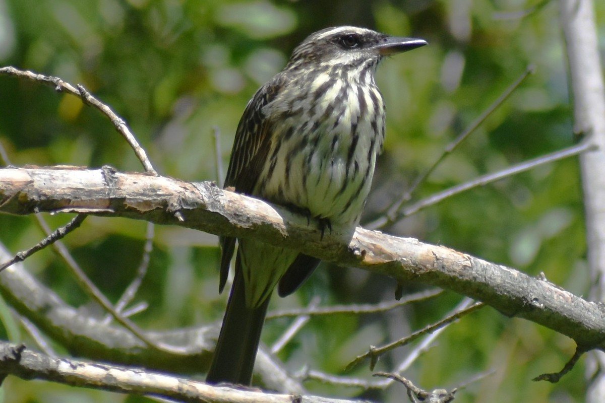 Streaked Flycatcher - ML644728434
