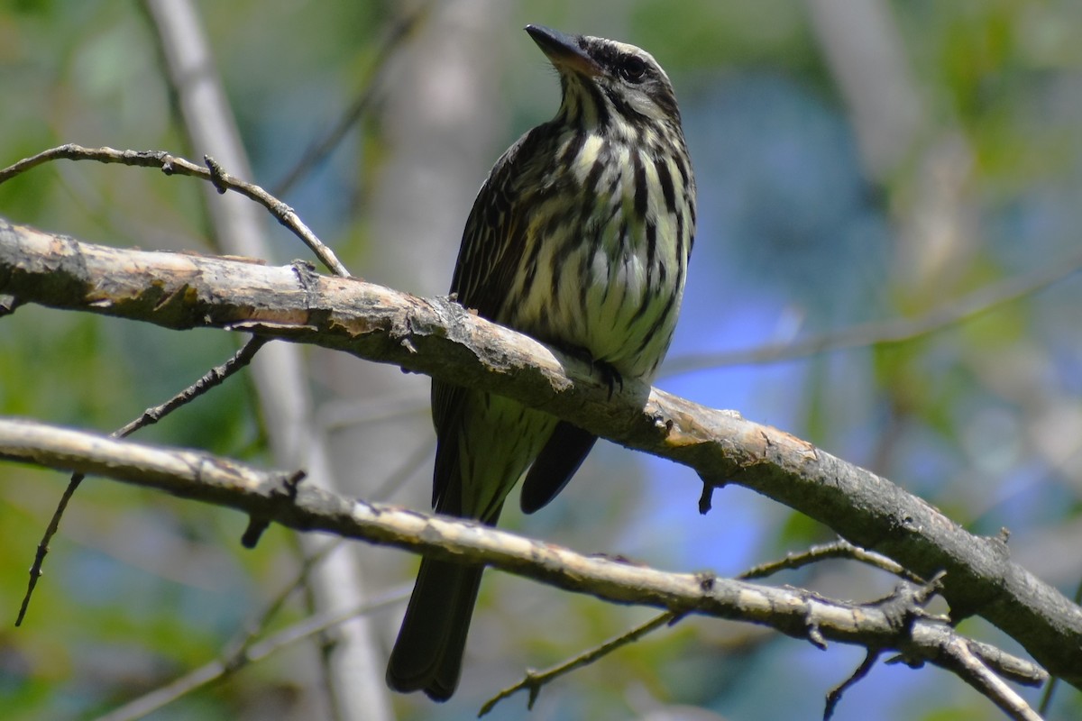 Streaked Flycatcher - ML644728435