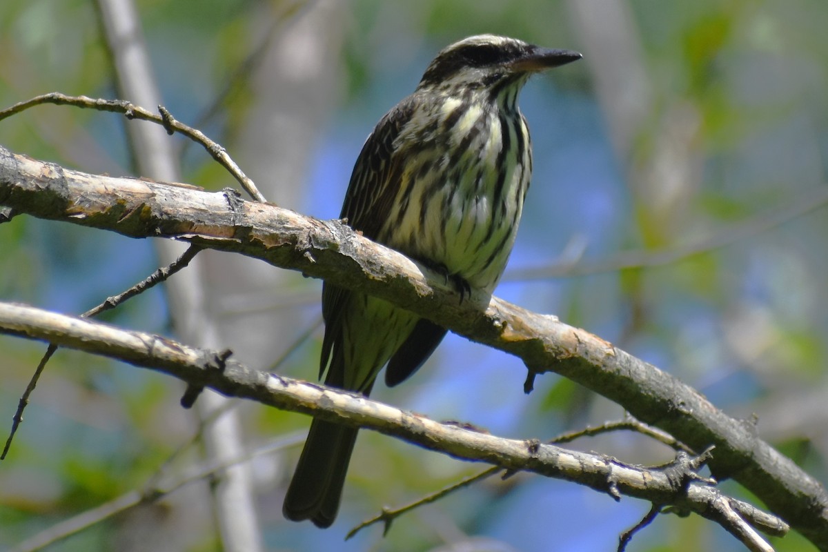 Streaked Flycatcher - ML644728436