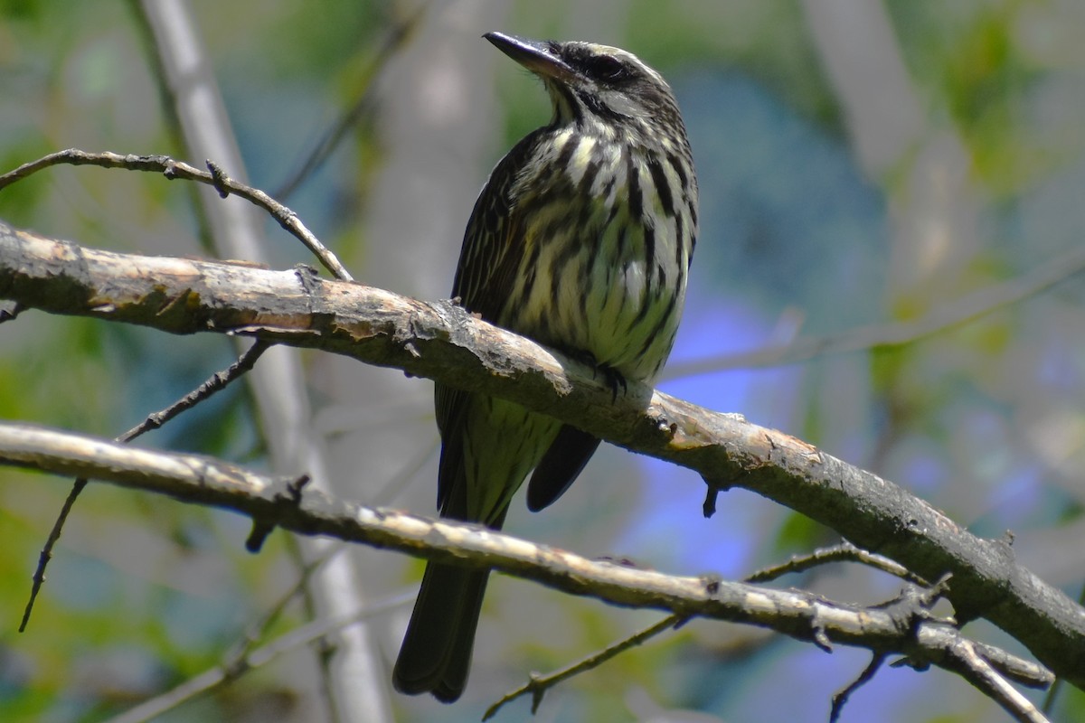 Streaked Flycatcher - ML644728437
