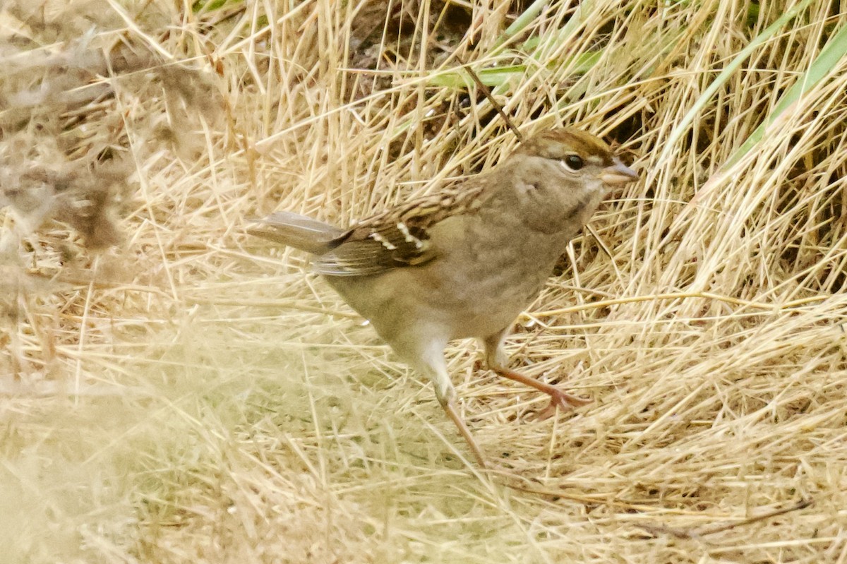 Golden-crowned Sparrow - ML644728438