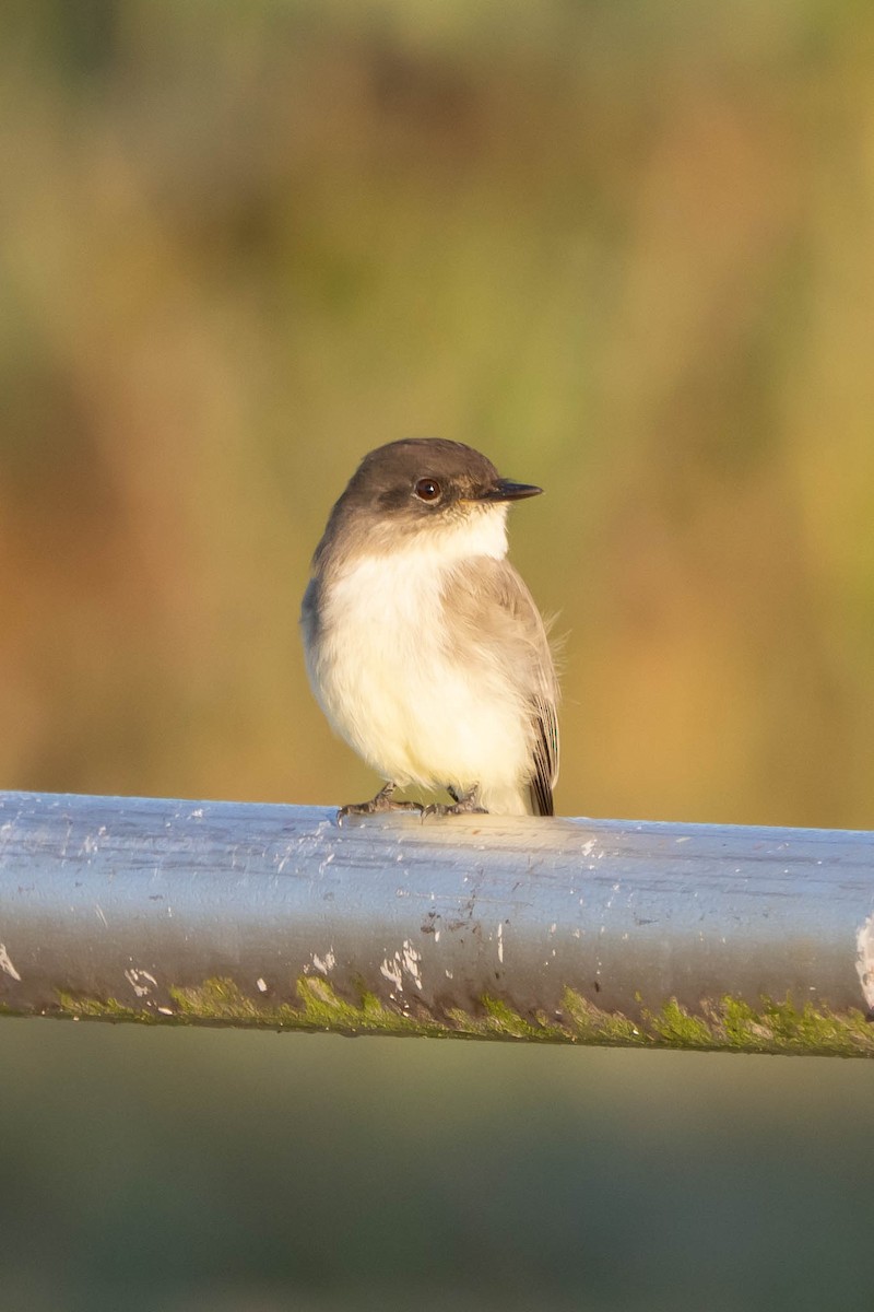 Eastern Phoebe - ML644728439