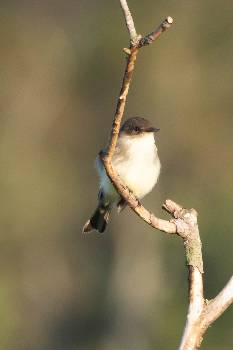 Eastern Phoebe - ML644728440