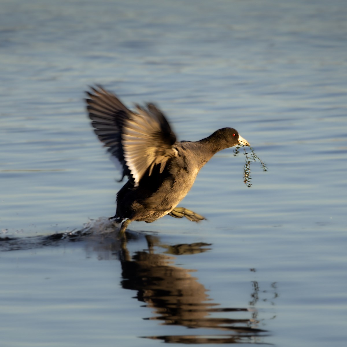 amerikasothøne - ML644728442