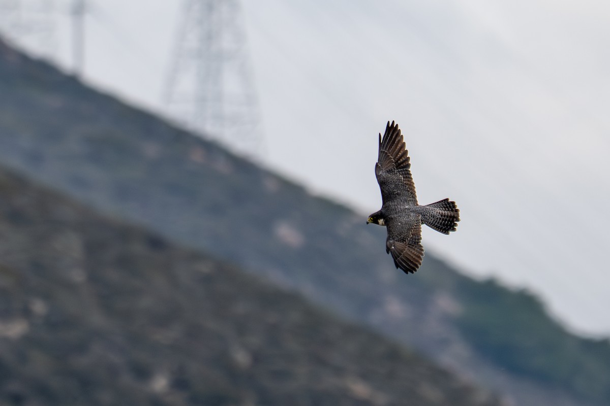 Faucon pèlerin - ML644728446