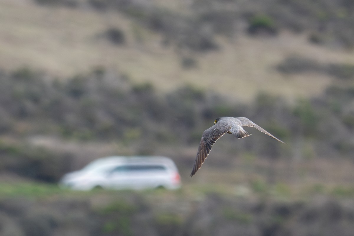 Faucon pèlerin - ML644728447