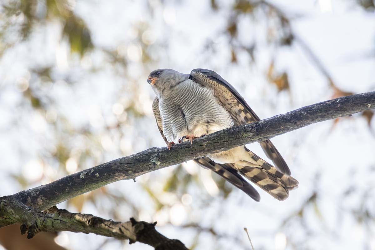 Ovambo Sparrowhawk - ML644728448