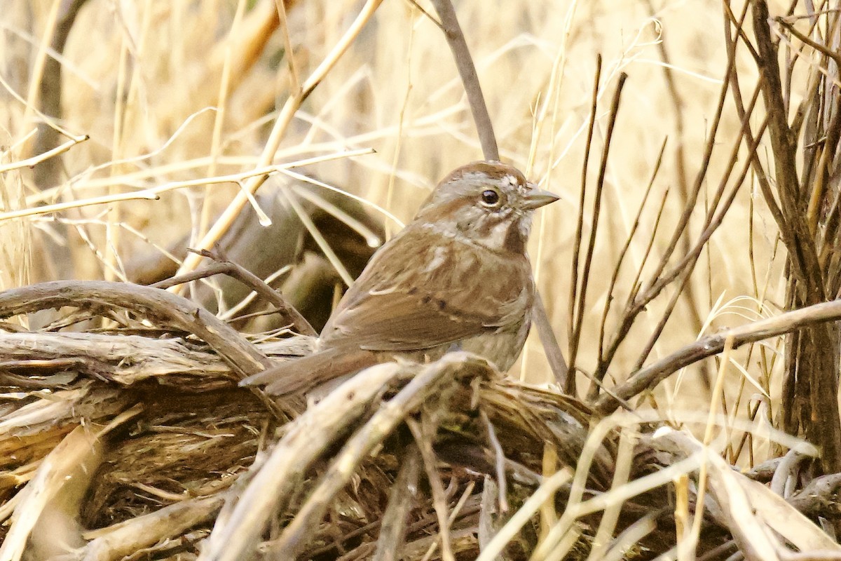Song Sparrow - ML644728449